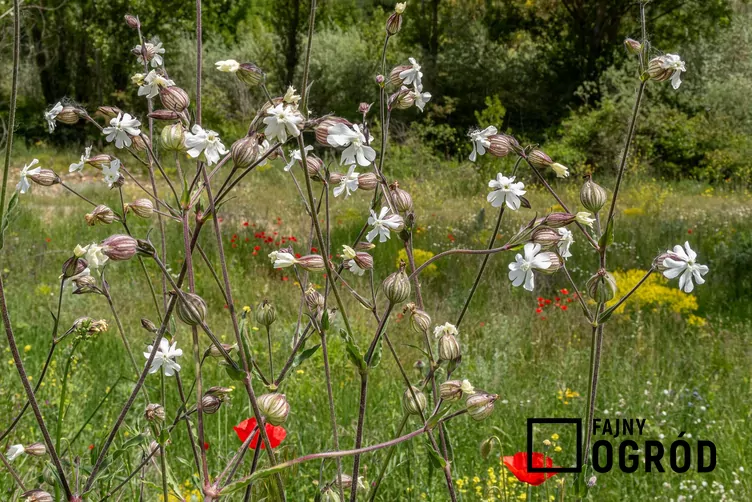 Lepnica rozdęta - zdjęcie 5