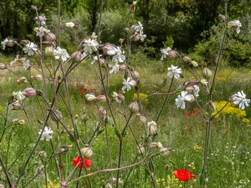 Lepnica rozdęta - zdjęcie 5