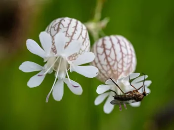 Ilustracja rośliny lepnica rozdęta