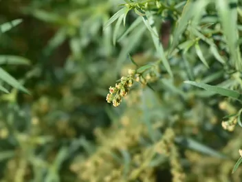 Bylica draganek - zdjęcie 2