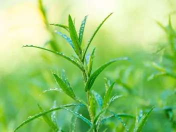 Bylica draganek - zdjęcie 3