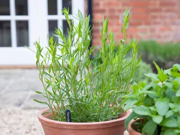 Bylica draganek - zdjęcie 4