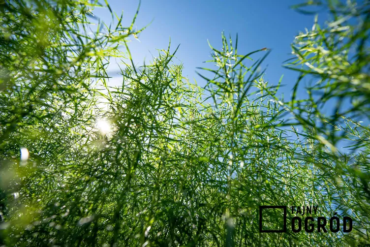 Bylica draganek - zdjęcie 5