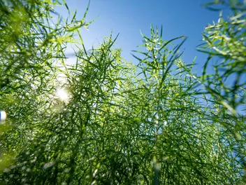 Bylica draganek - zdjęcie 5