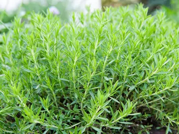 Zdjęcie ilustrujące bylica draganek