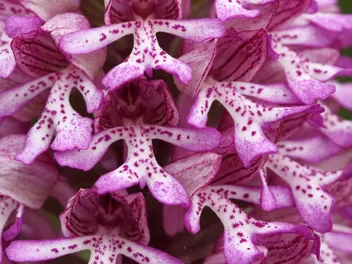 Ilustracja rośliny storczyk małpi