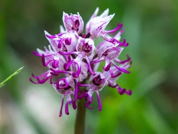 Storczyk małpi - zdjęcie 2