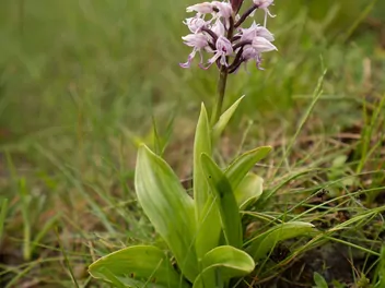 Storczyk małpi - zdjęcie 3