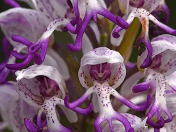 Storczyk małpi - zdjęcie 4