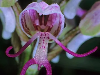 Storczyk małpi - zdjęcie 5