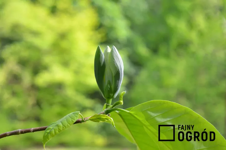 Magnolia ogórkowa Magnolia ogórkowa