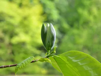 Magnolia drzewiasta - zdjęcie 2