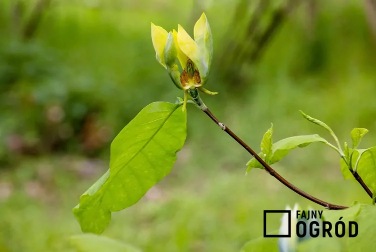 Magnolia drzewiasta Magnolia drzewiasta
