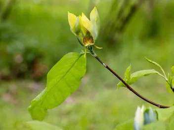 Magnolia drzewiasta - zdjęcie 3