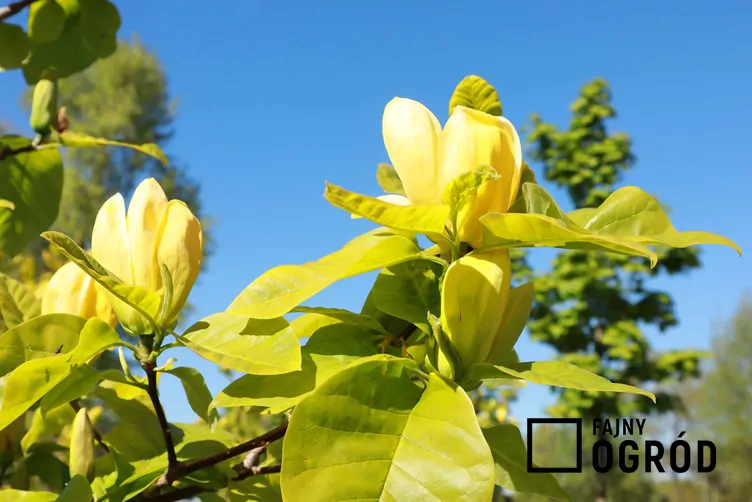 Magnolia drzewiasta Magnolia drzewiasta
