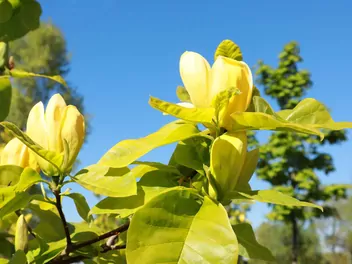 Magnolia drzewiasta - zdjęcie 4