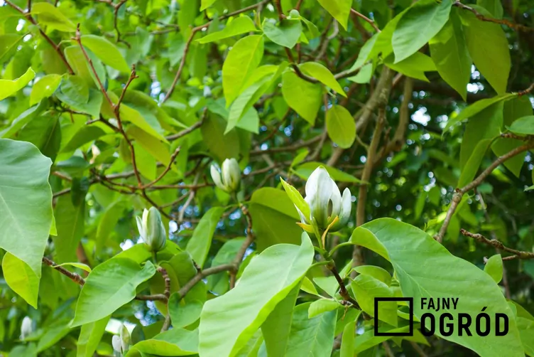 Magnolia drzewiasta - zdjęcie 5 Magnolia drzewiasta - zdjęcie 5