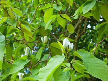 Magnolia drzewiasta - zdjęcie 5