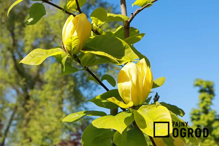 Magnolia drzewiasta
