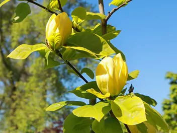 Zdjęcie ilustrujące magnolia drzewiasta