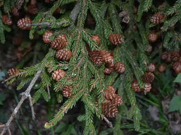 Zdjęcie ilustrujące świerk czerwony