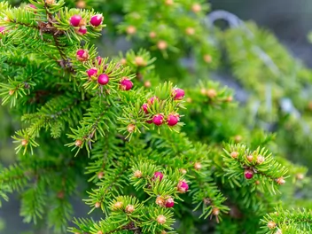 Świerk czerwony - zdjęcie 2