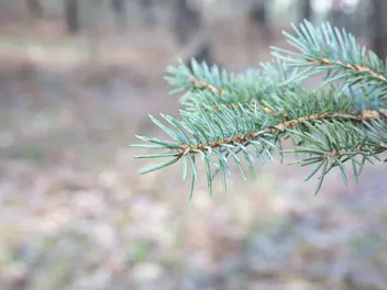 Świerk czerwony - zdjęcie 3