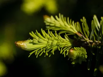 Świerk czerwony - zdjęcie 4