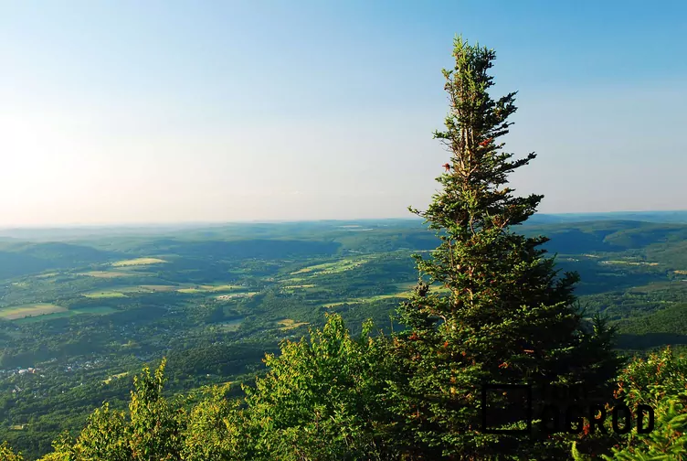 Świerk czerwony - zdjęcie 5