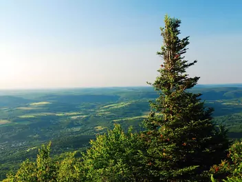 Świerk czerwony - zdjęcie 5