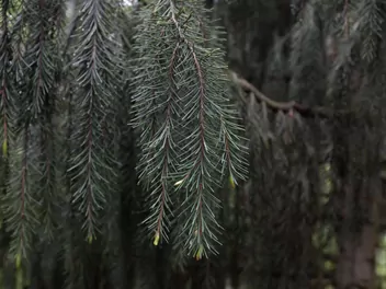 Zdjęcie ilustrujące świerk brewera