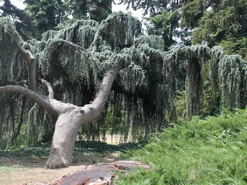 Świerk Brewera - zdjęcie 2