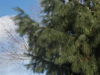 Świerk Brewera - zdjęcie 3