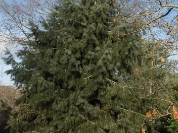 Świerk Brewera - zdjęcie 4