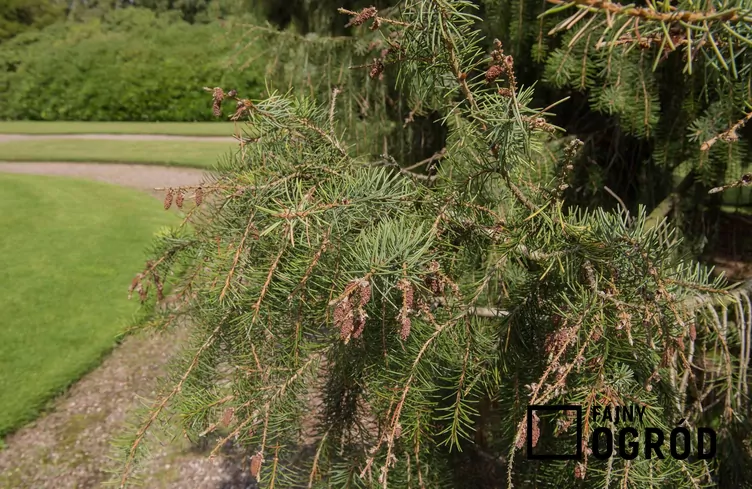 Świerk Brewera - zdjęcie 5