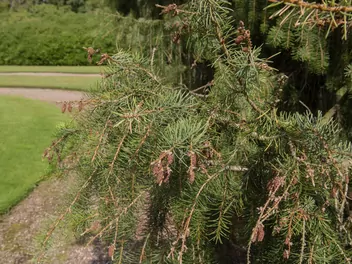 Świerk Brewera - zdjęcie 5