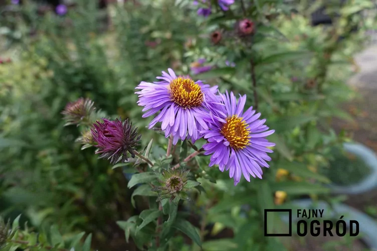 Aster amerykański Aster amerykański