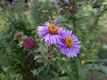 Aster nowoangielski - zdjęcie 2