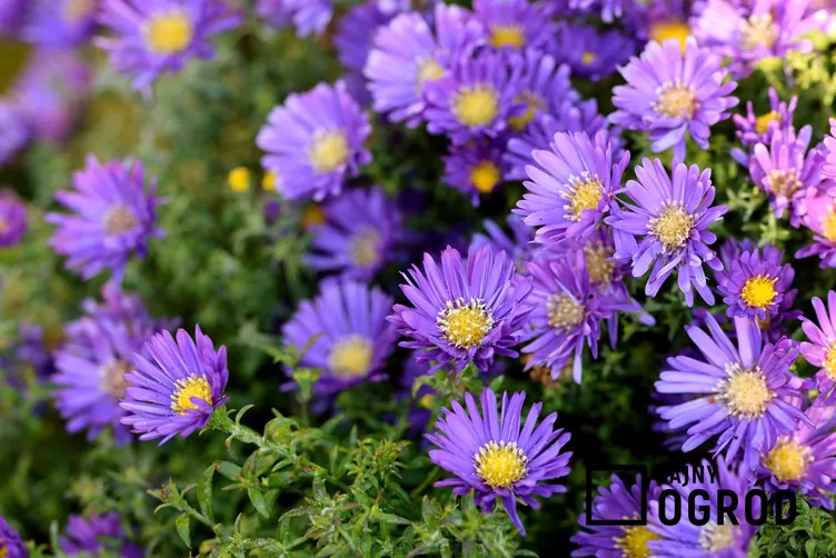 Marcinki nowoangielskie Marcinki nowoangielskie