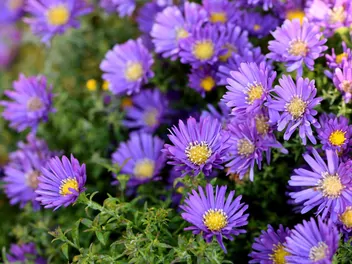 Aster nowoangielski - zdjęcie 3