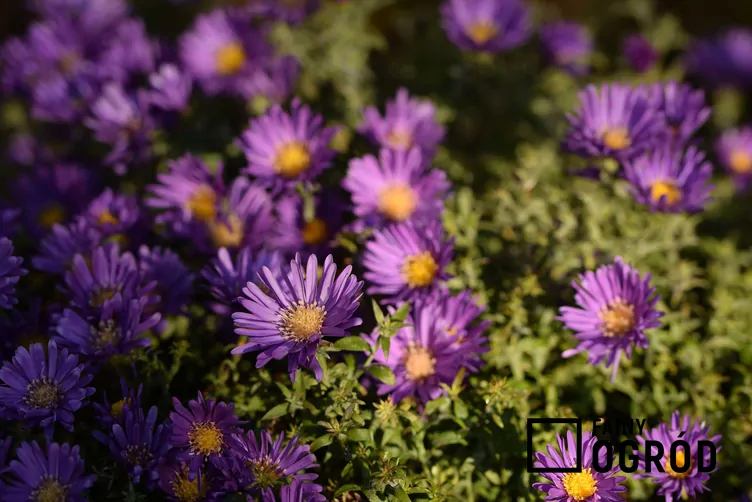 Aster nowoangielski Aster nowoangielski