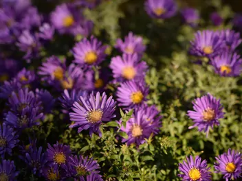 Aster nowoangielski - zdjęcie 4