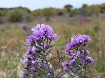 Aster nowoangielski - zdjęcie 5