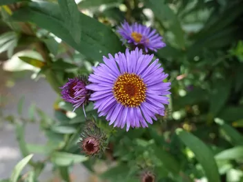 Ilustracja rośliny aster nowoangielski