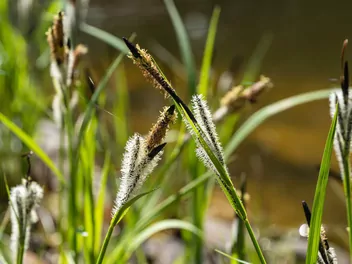 Zdjęcie ilustrujące turzyca pospolita
