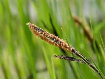 Turzyca pospolita - zdjęcie 2