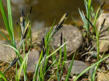 Turzyca pospolita - zdjęcie 3