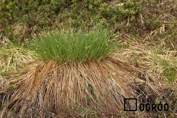 Turzyca pospolita - zdjęcie 5