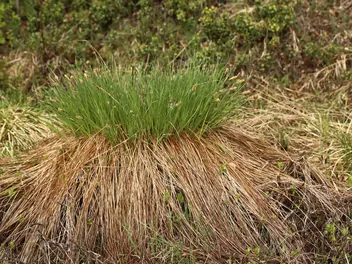 Turzyca pospolita - zdjęcie 5