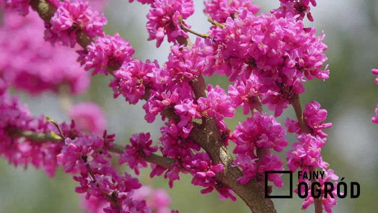 Judaszowiec wschodni Judaszowiec wschodni